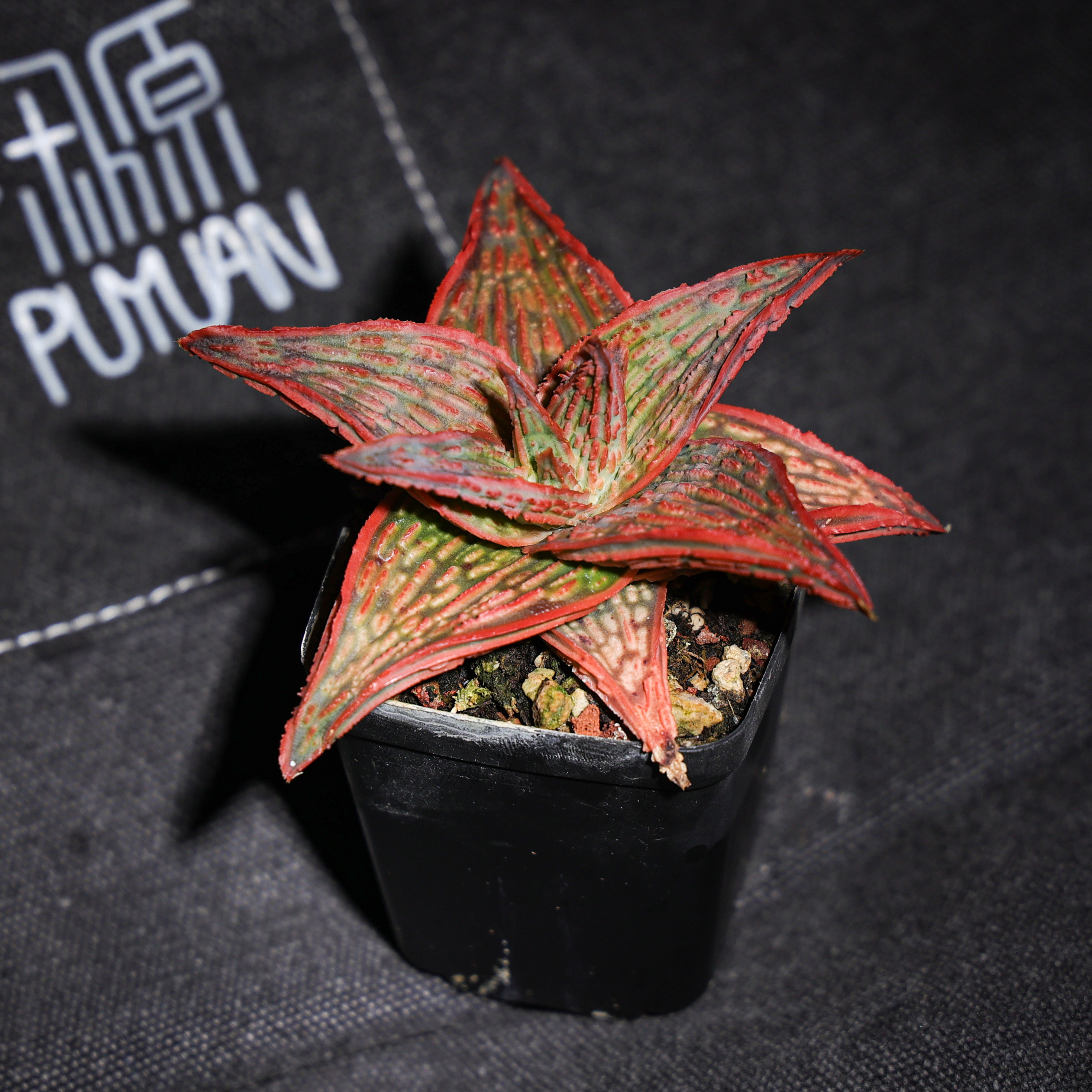 【图克专属】精品园艺芦荟多肉盆栽绿植超级芦荟阳台植物潮玩绿植