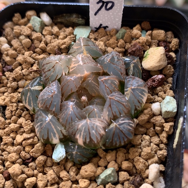 龙爪玉露锦带盆土