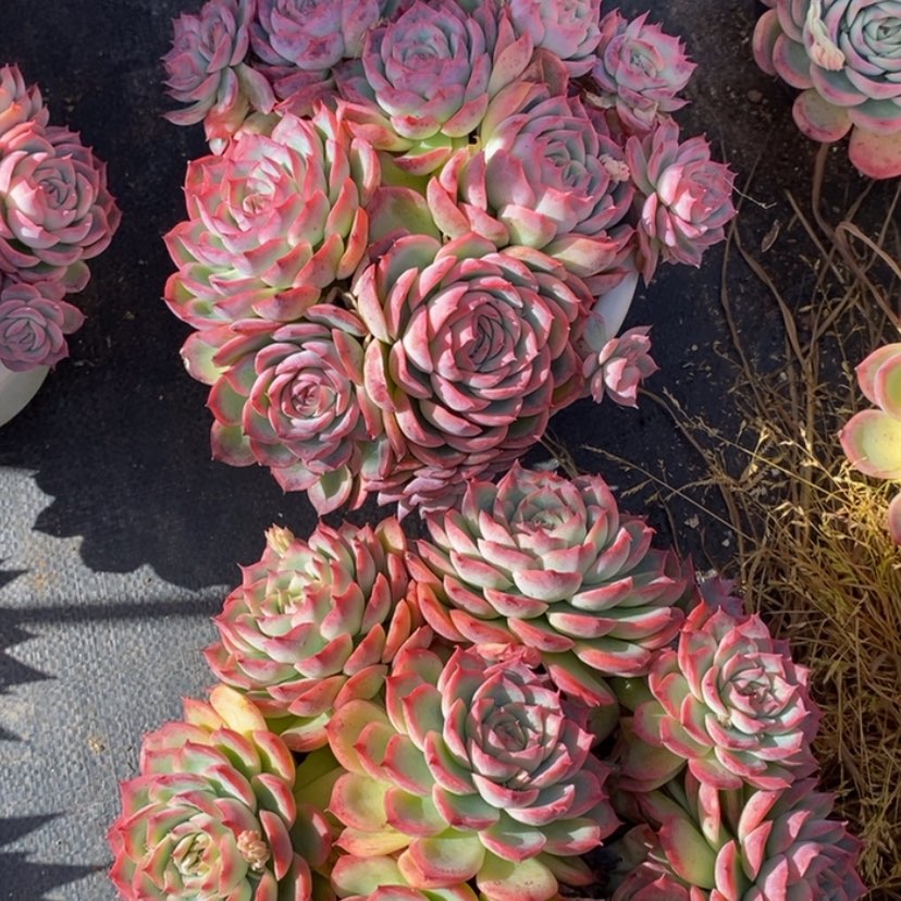 【闪购商品】山**夫多肉植物两个