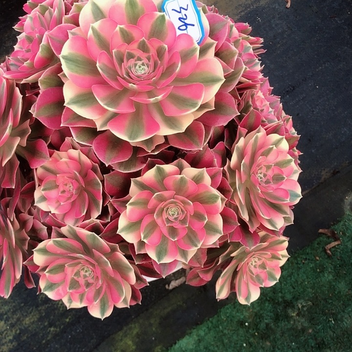 326女巫多肉法师