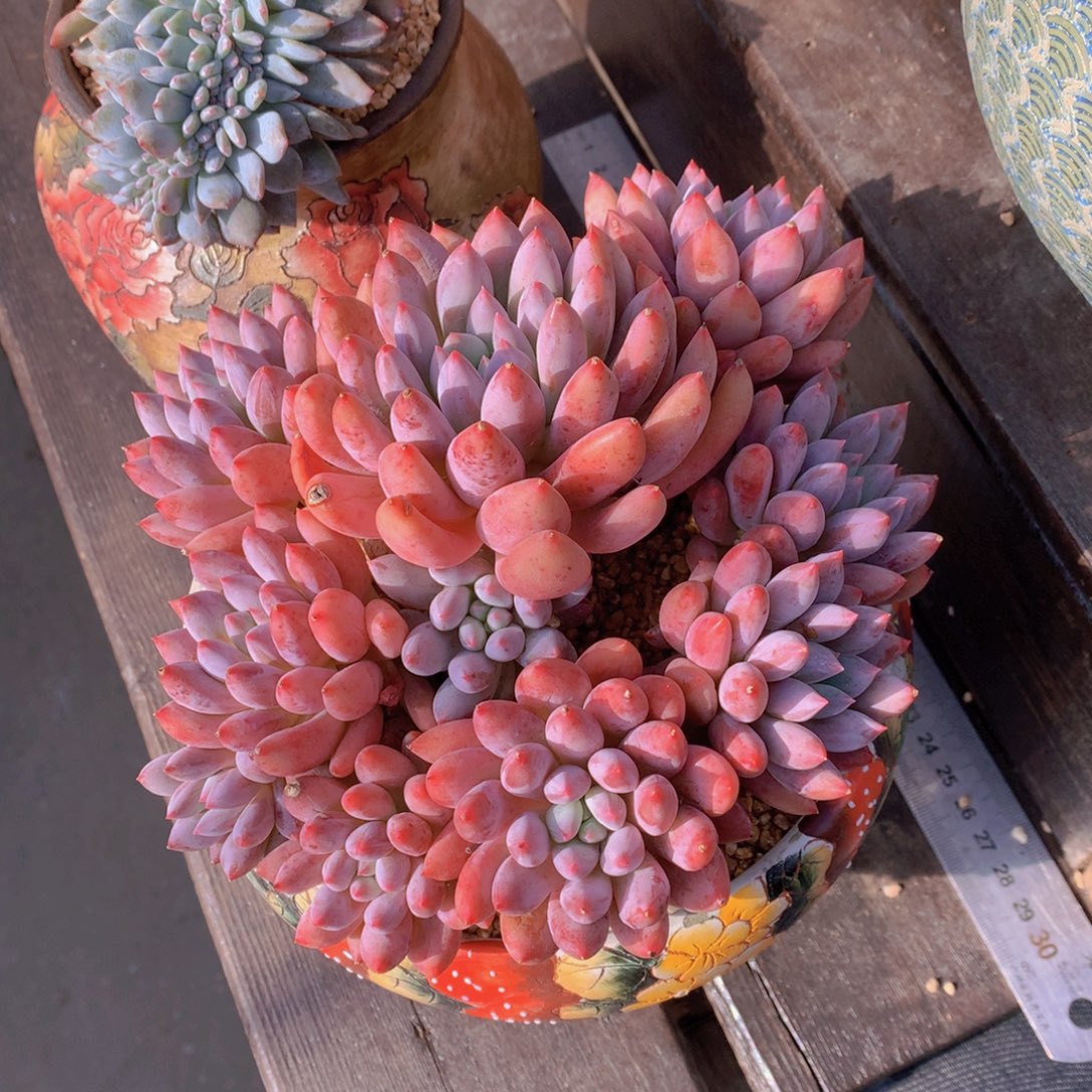 逸园精品多肉植物