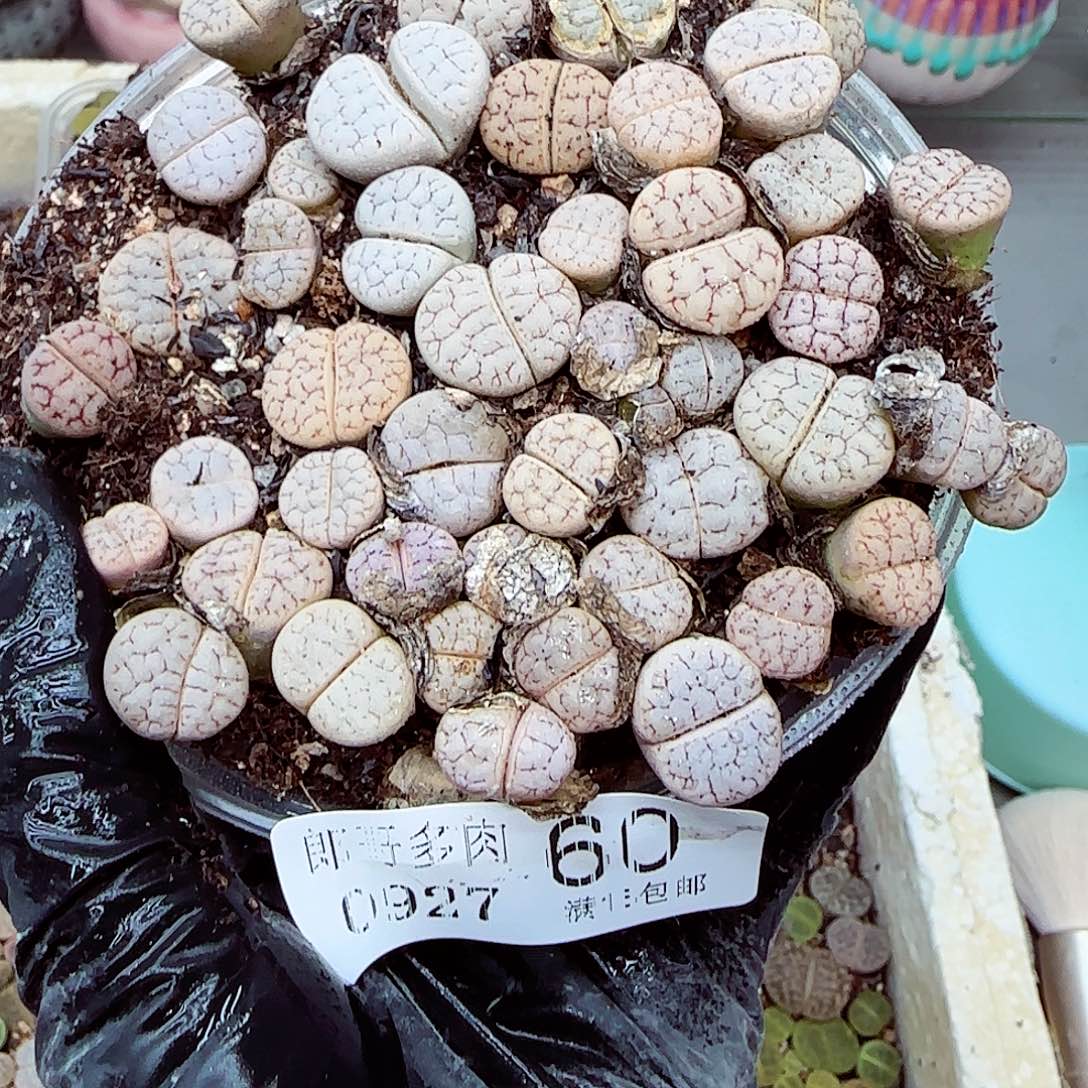 生石花满18包邮0927-60
