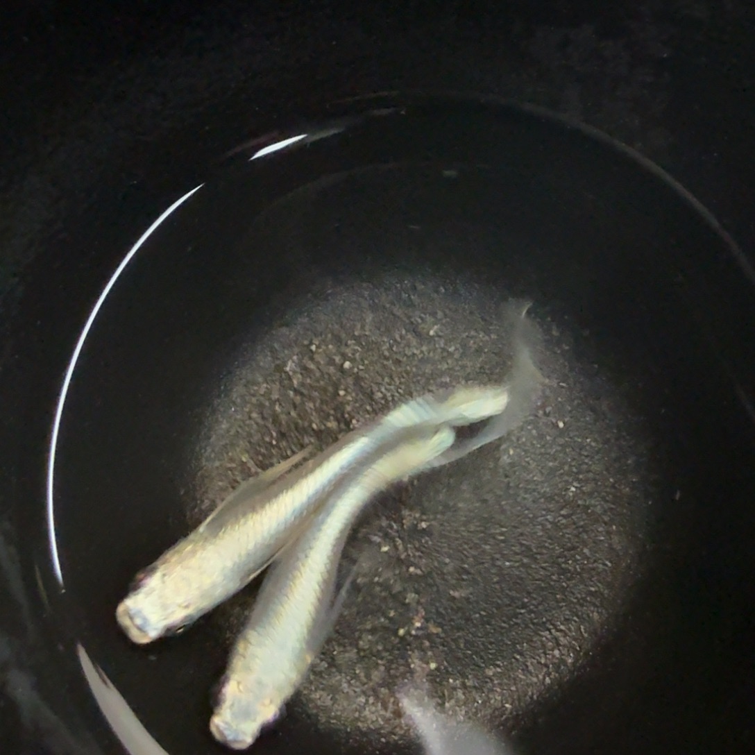 青鳉鱼008天使之翼一对