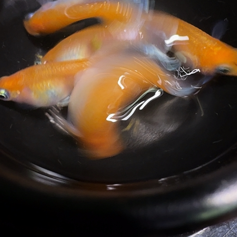 青鳉鱼一物一拍487