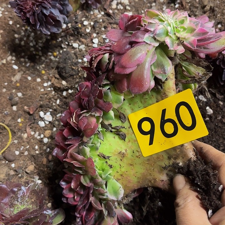 多肉植物倾城缀960