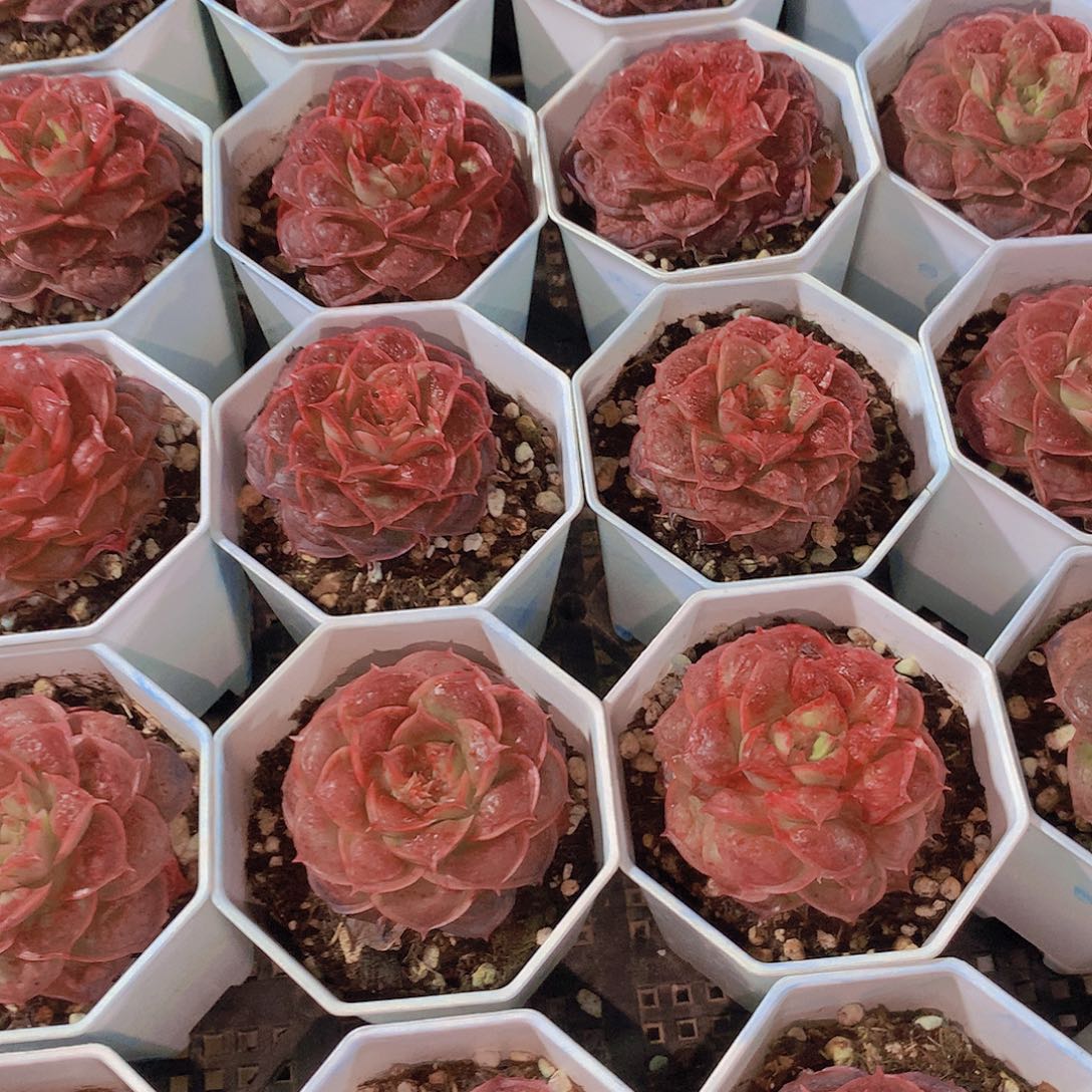 虾饺榴2356789990000