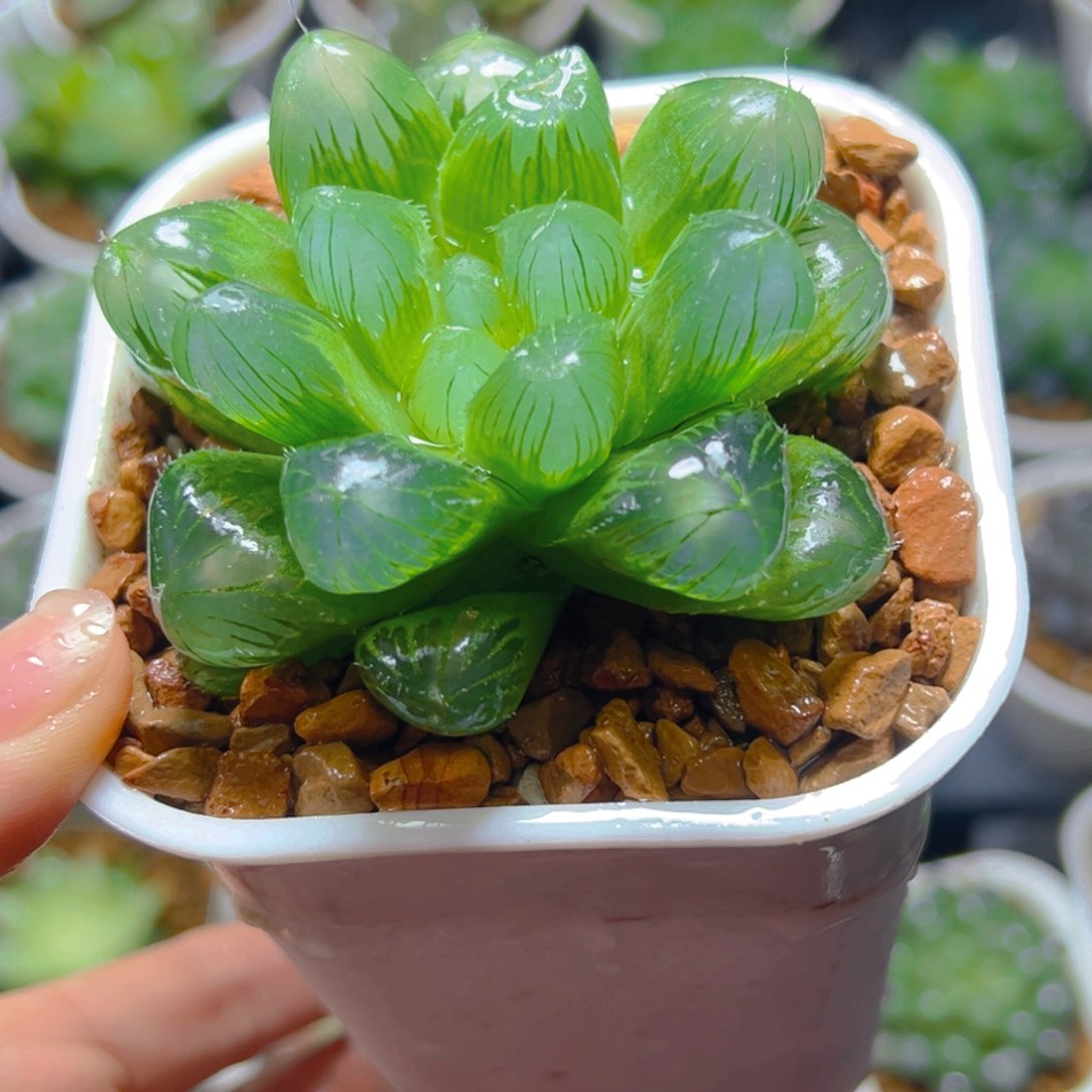 帝玉露多肉多肉多肉万象盆1