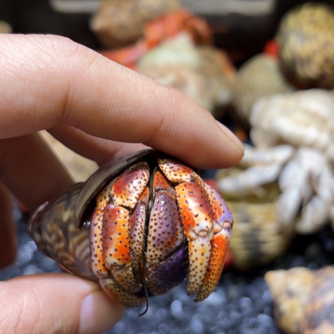 3.1口胖球西伯一只