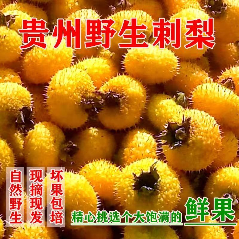 正宗贵州野生刺梨鲜果孕妇养生水果维C之王现摘发货