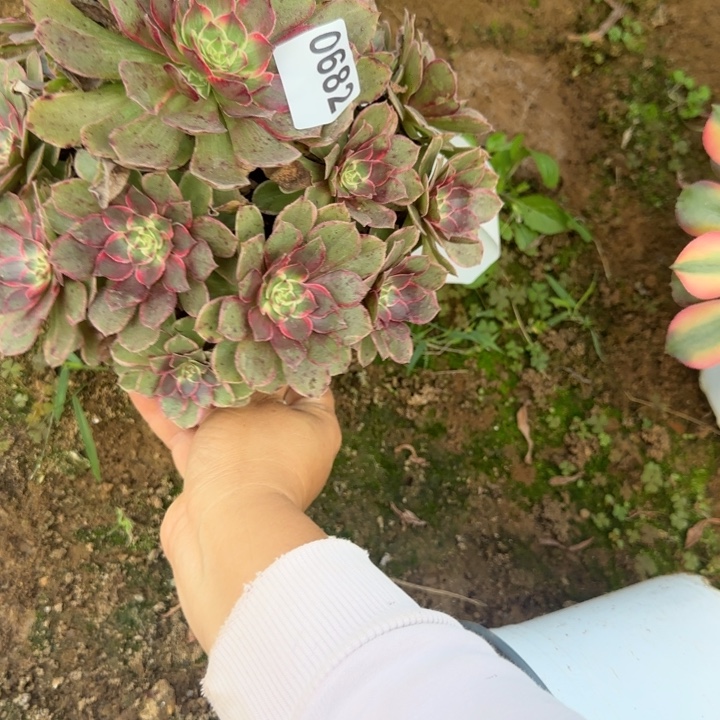 682莲花座清棚处理不包断枝