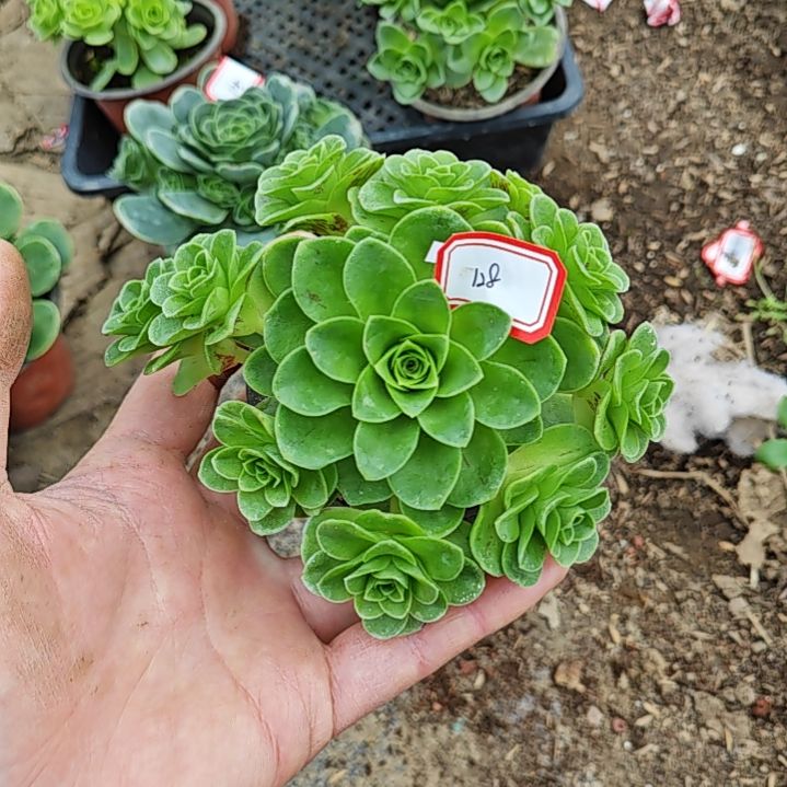 山地玫瑰多肉 128