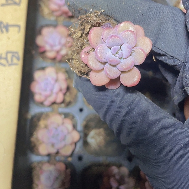 23精品香芋团2颗一组