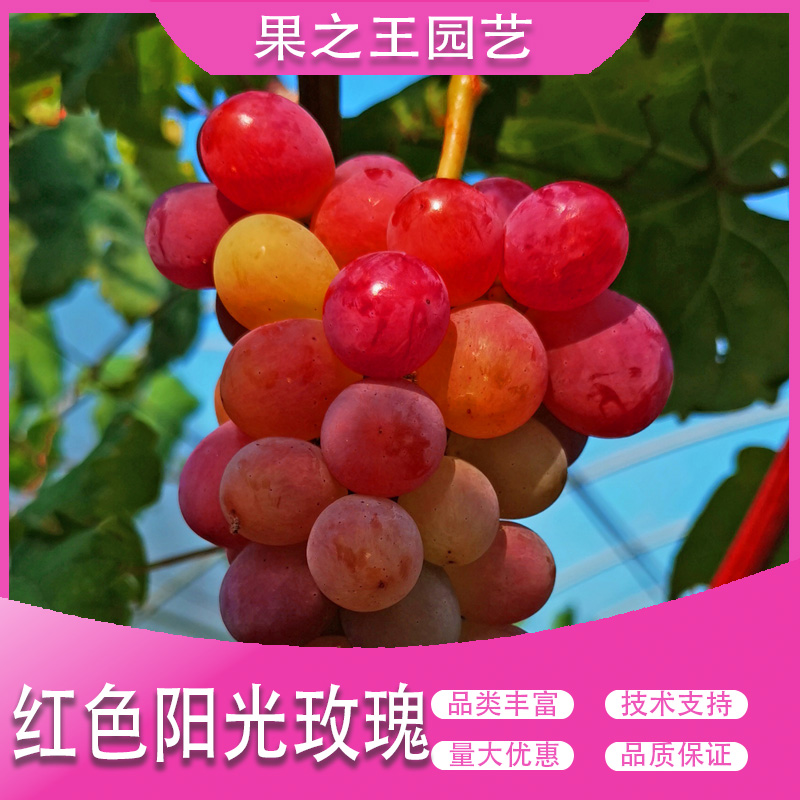 果之王【红色阳光玫瑰】盆栽地栽正宗嫁接早熟阳台南北种植葡萄苗