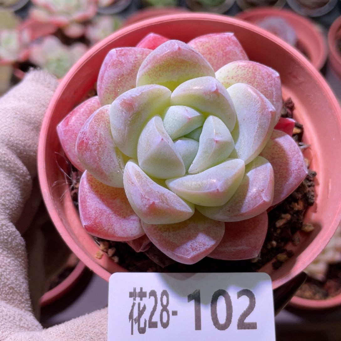 花利美28-102冰玉