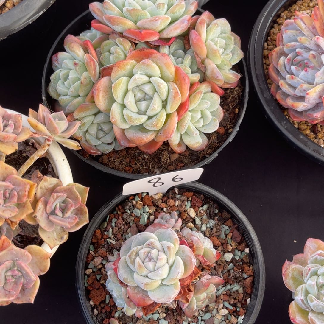 a***城老阿姨花卉一物一拍两颗86