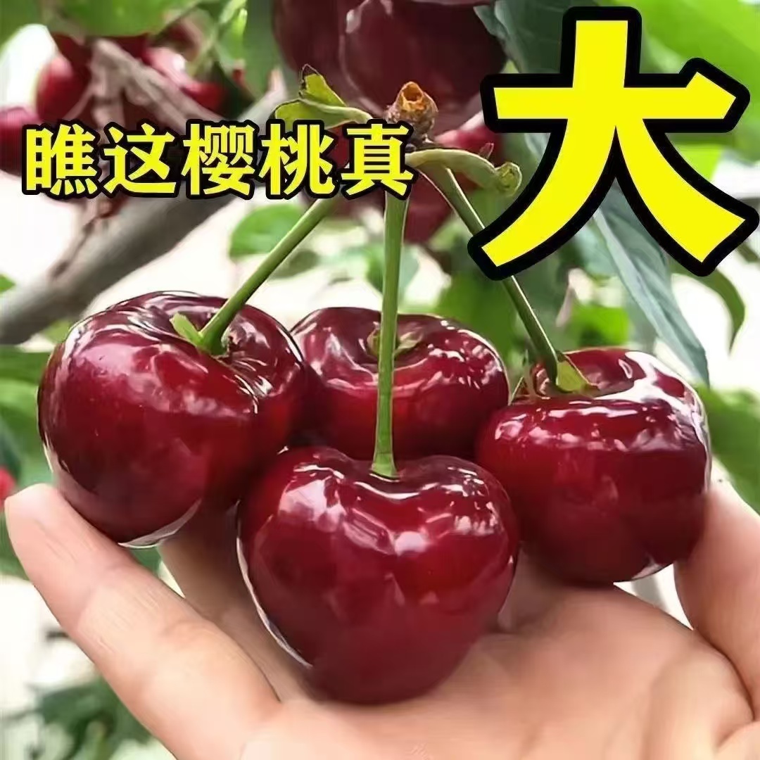 正宗嫁接特大车厘子樱桃树苗盆栽地载南北方种植基地直发