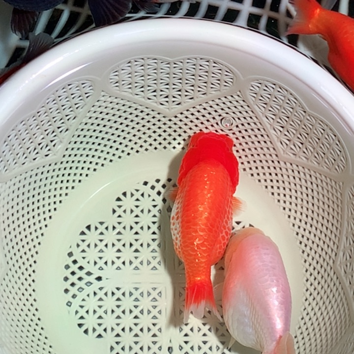 金鱼开箱视频包损29-2