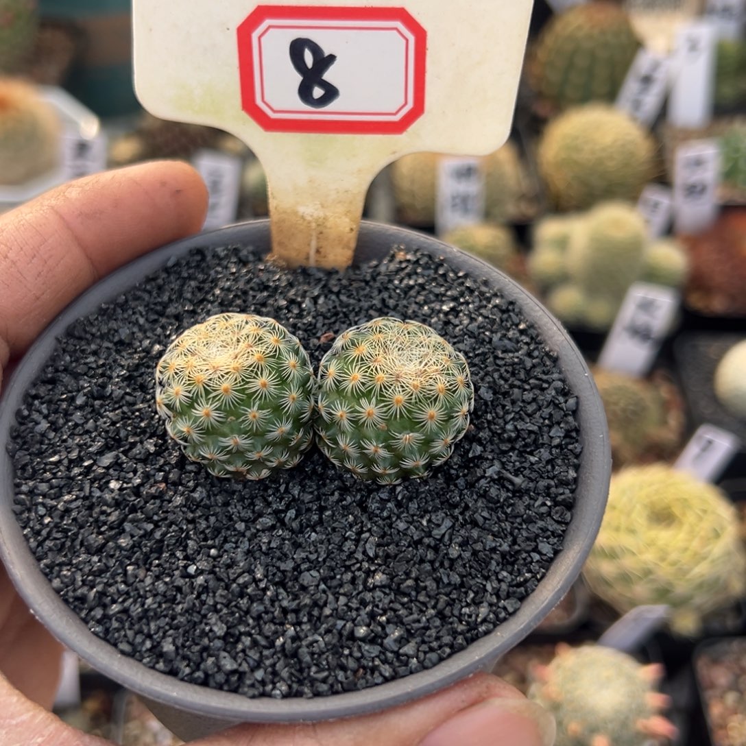 丫***活8往事多肉园仙人球开花