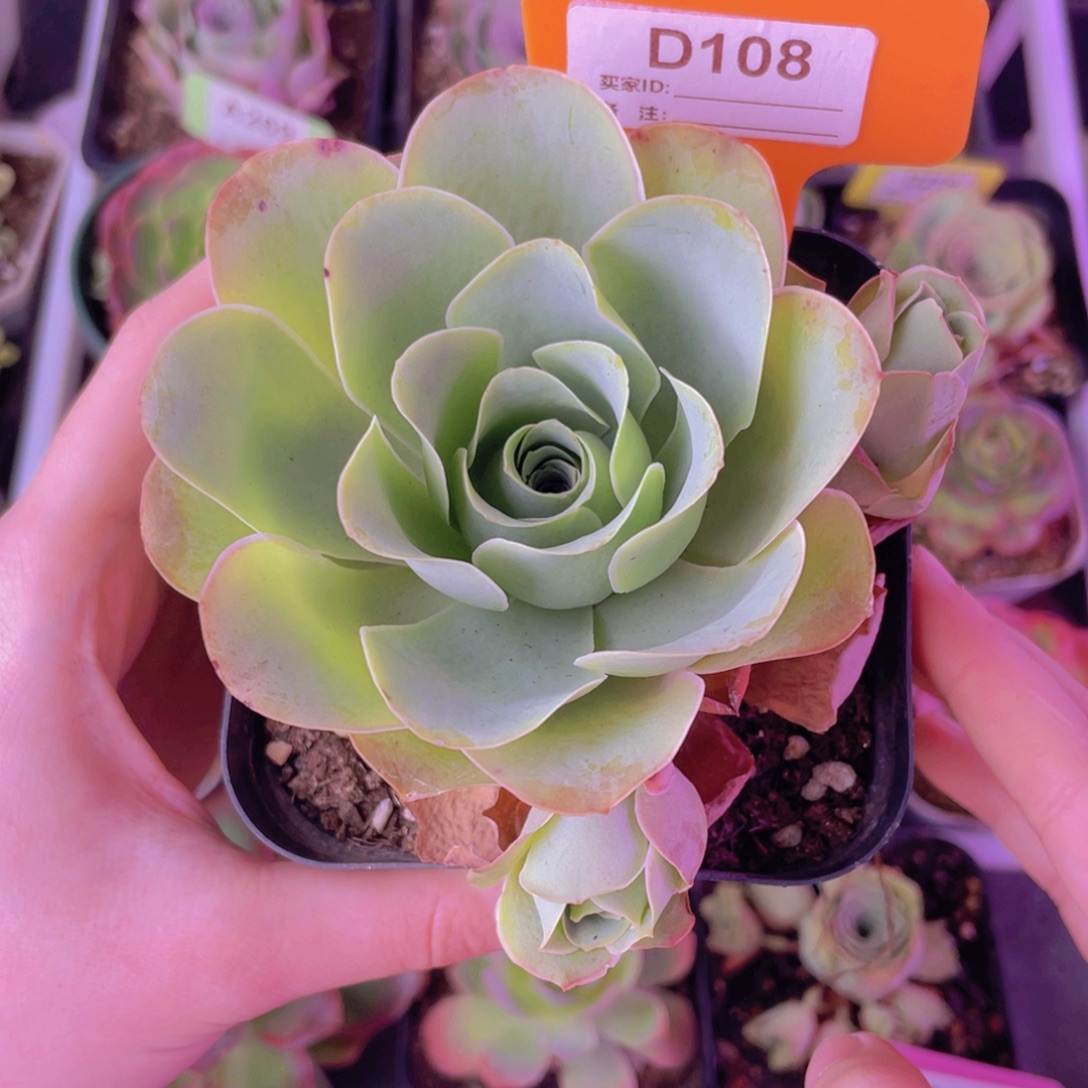 单品一物一拍108号山地玫瑰