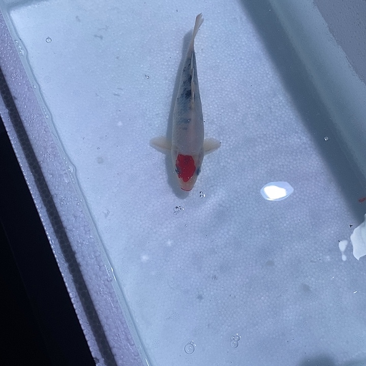 锦鲤锦鲤活鱼开箱包活