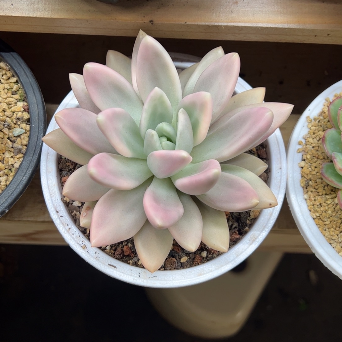 桃花源锦 夏鸣园艺