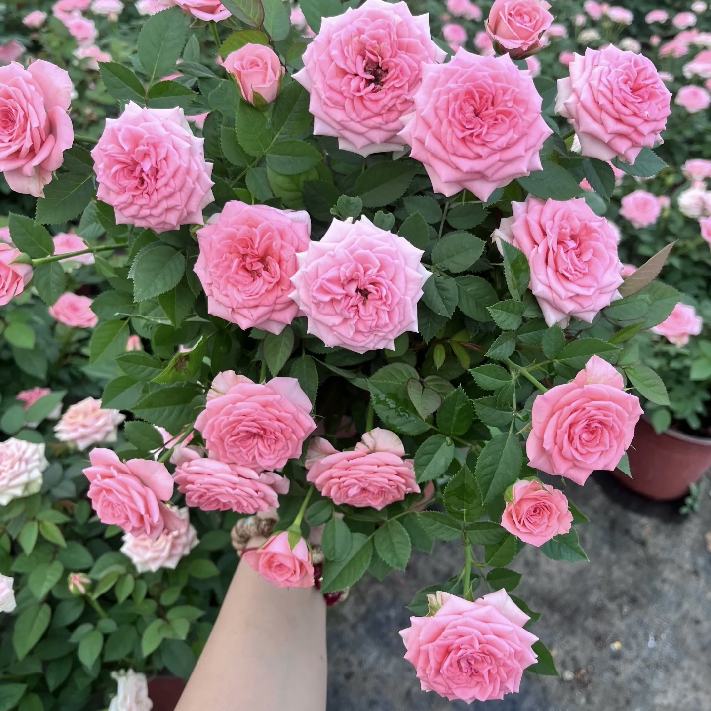 【仙度瑞拉】粉色好养活花期长丰花勤花微月花卉绿植月季盆栽