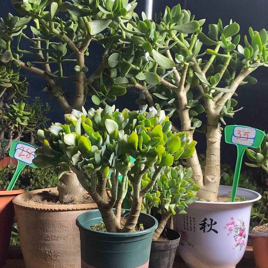 用***5完全开放老桩海带一物一拍