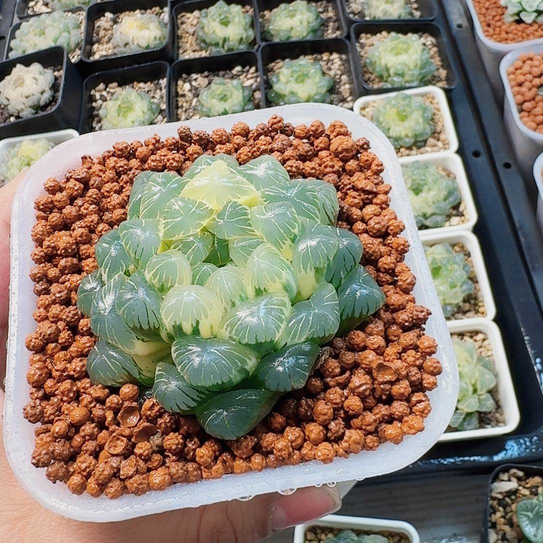 十二卷 实生冰灯锦