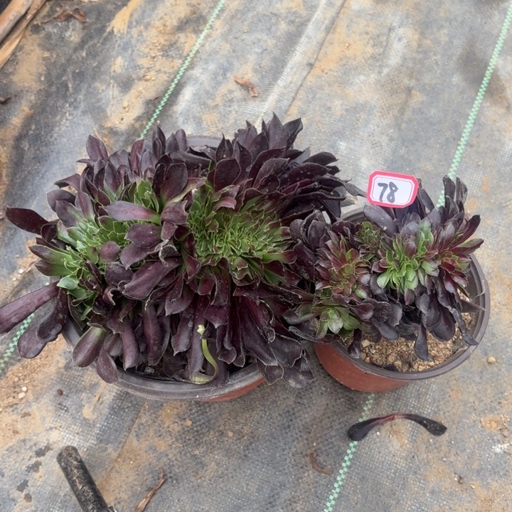 组合两个缀欧若拉缀78