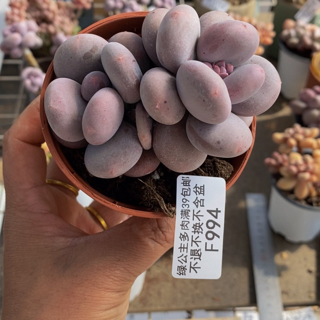 大叶奶酪994/8cm多肉