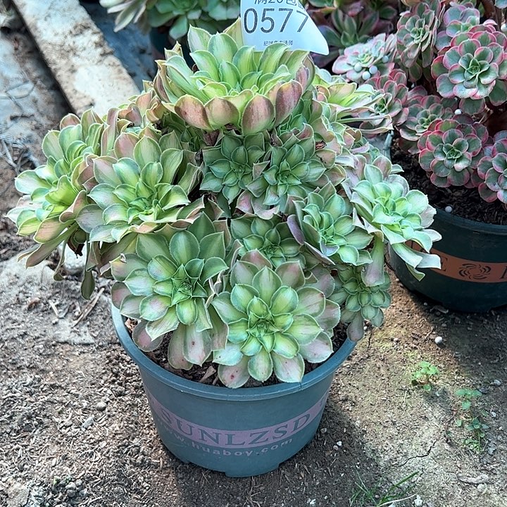 0577韶华多肉植物