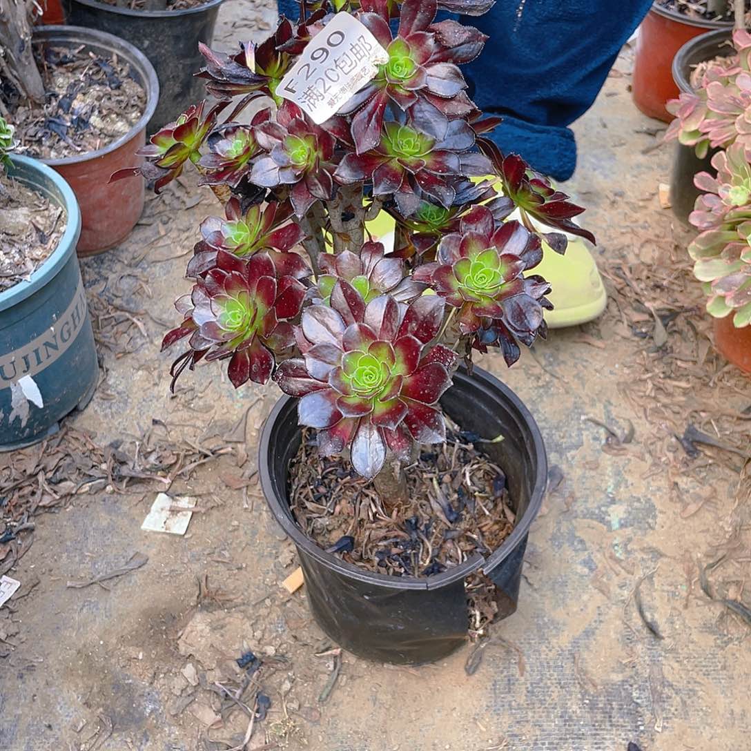 490黑法师多肉法师