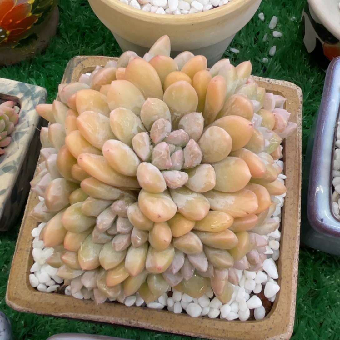 多肉植物盆栽多肉