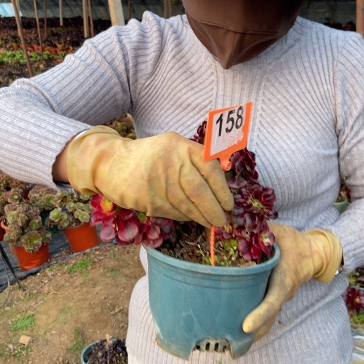 158美杜莎老桩朵朵