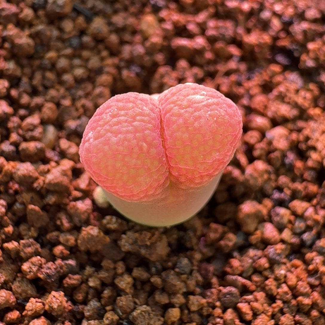 云缦精品番杏19.2 玫红流沙