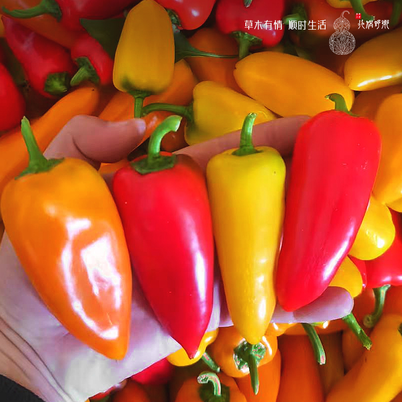 【乡野侣行·掌中宝水果彩椒】掌中宝彩椒脆甜多汁新鲜采摘1.5kg