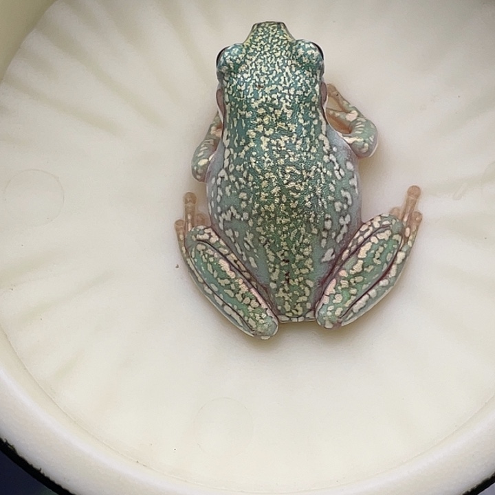 老爷树蛙11号精品暴雪