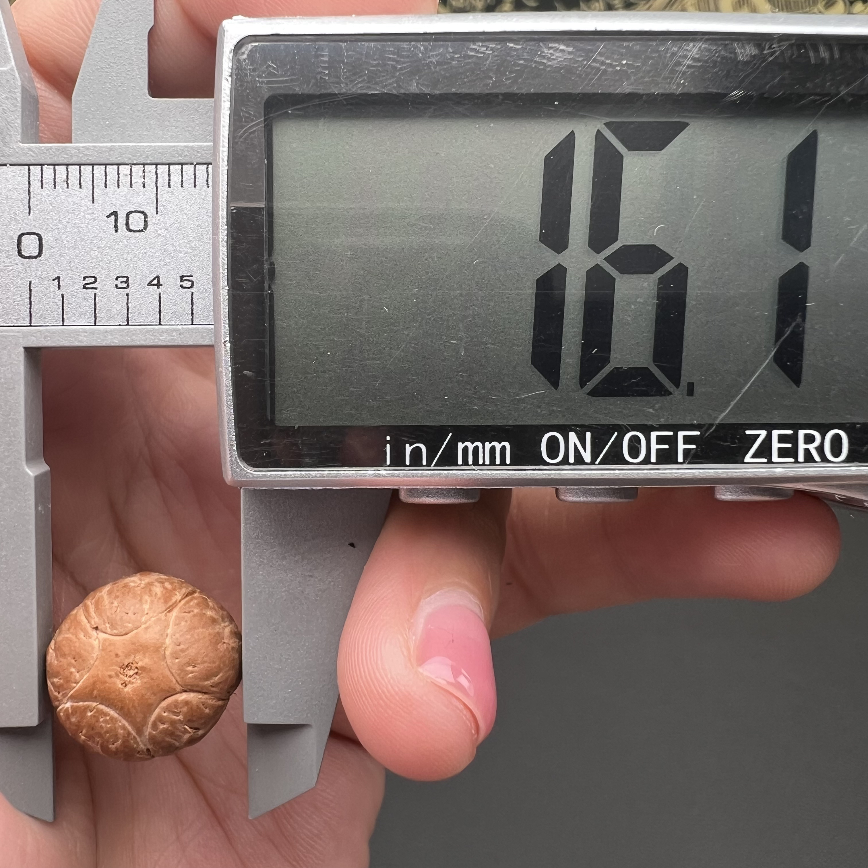 尼泊尔凤眼菩提五星尺寸16.1一物一图然