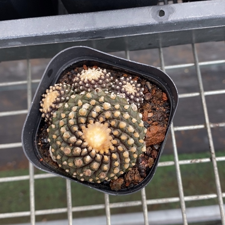 伯克利和格蕾纳等著名音乐