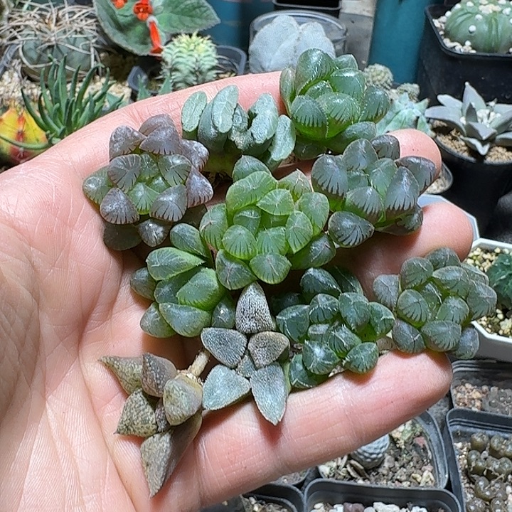 873一套十二卷脱土发货