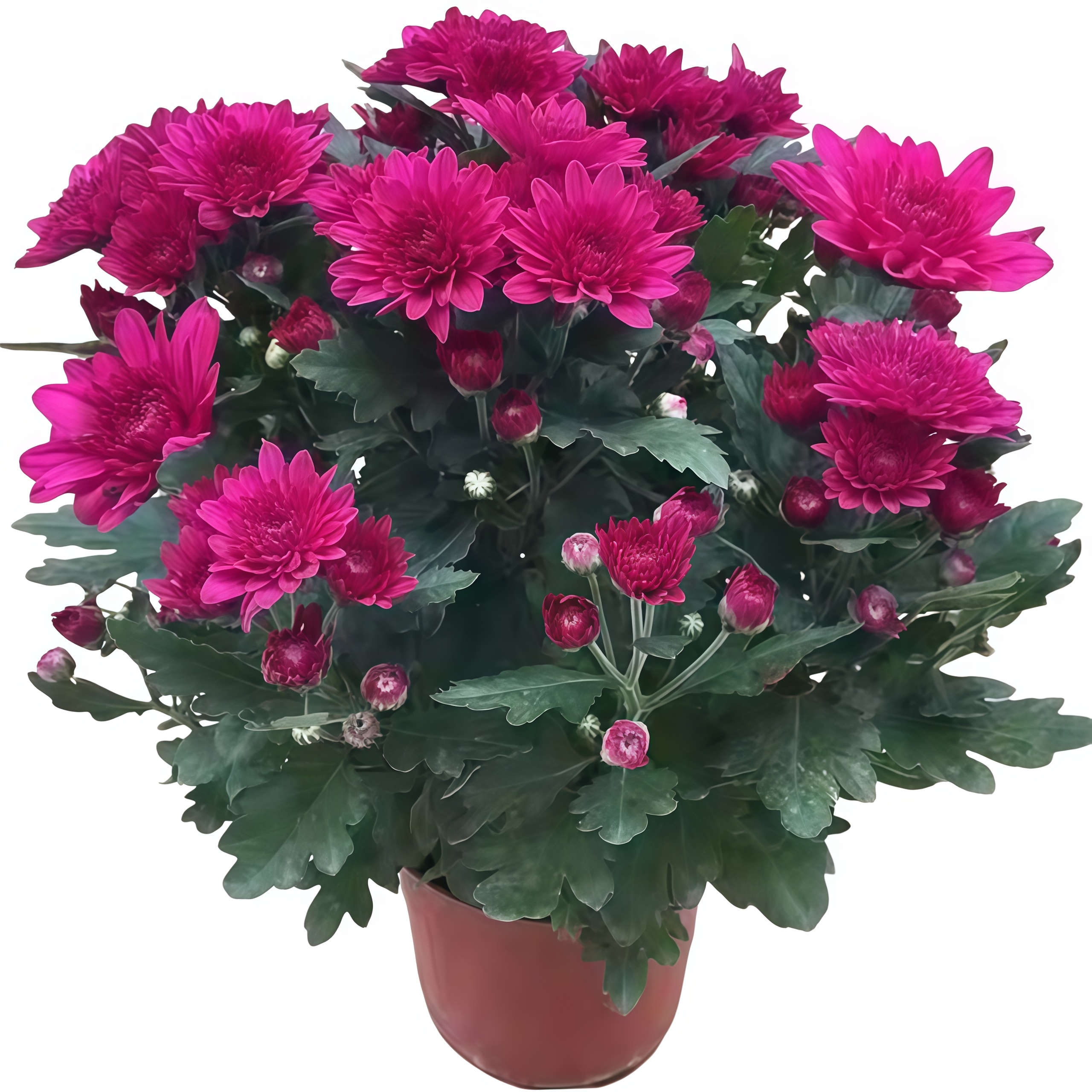 四季荷兰菊进口菊花苗耐寒易活花卉盆栽绿植好养室内外阳台绿植物