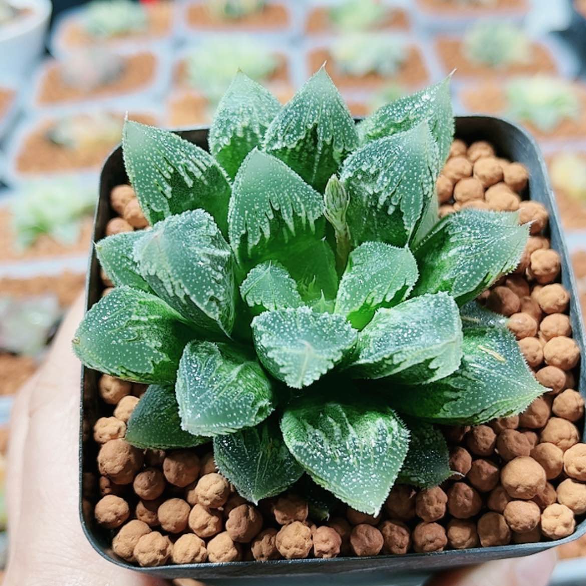 【闪购商品】白帝城