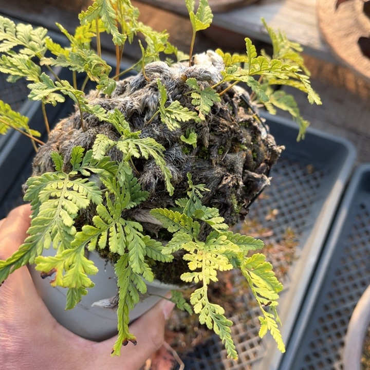 山野草山野草盆栽