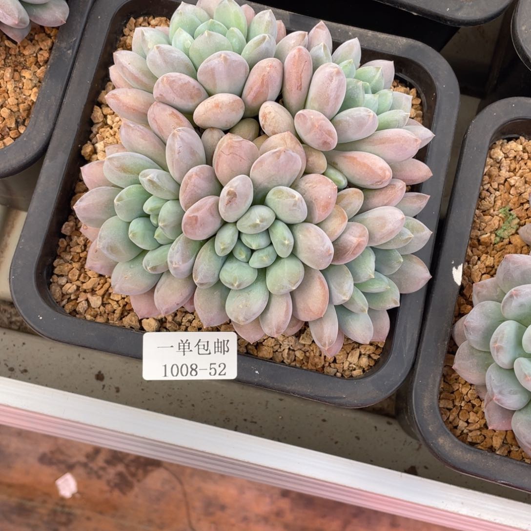 临****社1008-52-半夏，。，。。