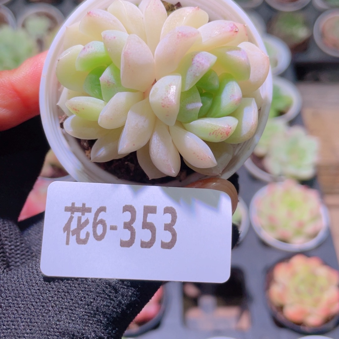 花利美6-353新品 