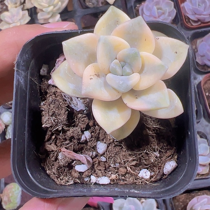 美杏锦精品多肉植物