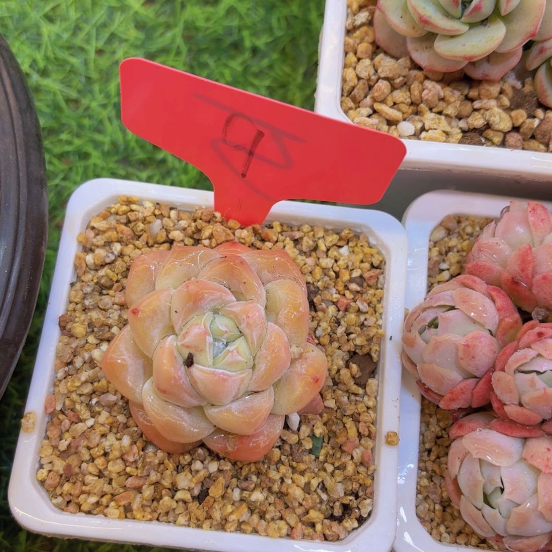 金*我的小可爱们都好可爱