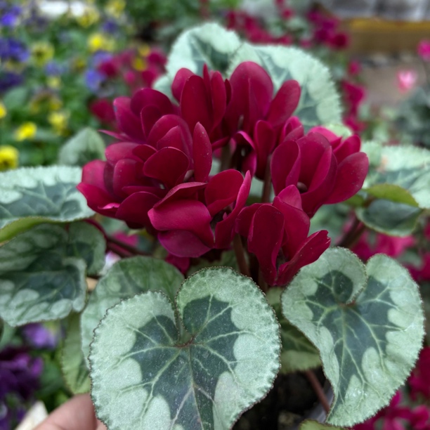 【缤纷甄选】精品酒红绅士仙客来120规格到手一盆