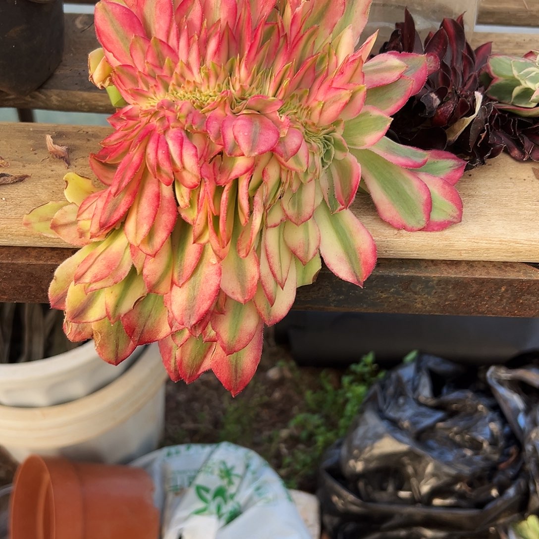 巨***博257多肉植物、海棠缀化