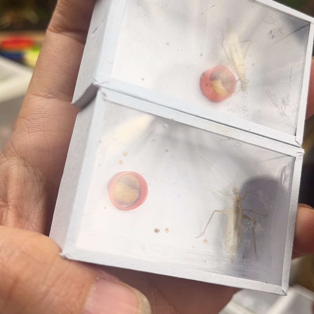 3条柬竹哈哈哈哈哈哈